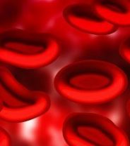  What does it mean if my dog has a low PCV blood result? 