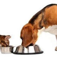 Does it matter where you buy your pet food from? 