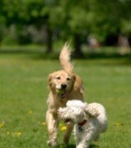 Abnormal Seasons in Dogs and Cats – Could It Be an Ovarian Cyst? 