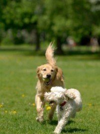 Dogs playing