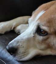 What is animal hoarding? 