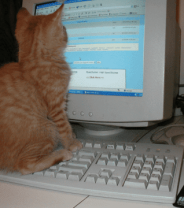 Price Lists on Vet Practice Websites – How Can You Use Them for a Fair Comparison? 