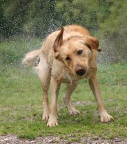 Why do dogs shake?