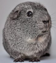 Controlling fur mites in rodents 