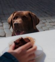 The social importance of meal times - for pets and people