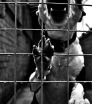 Why does the MP's report on animal welfare want to muzzle the RSPCA?
