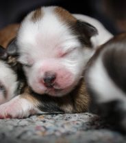 Celebrities support calls for funding to help local authorities deal with dog breeding abuses