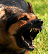 Why hasn’t the Dangerous Dogs Act stopped “dog attacks”?