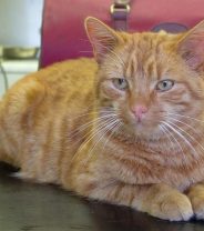 A spinal injury after a road accident in a cat: is recovery from paralysis possible?