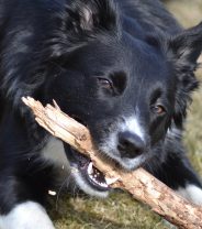 Surely it isn’t really dangerous to throw sticks for dogs?