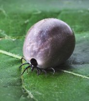 Tick Bites - more dangerous than we realise?