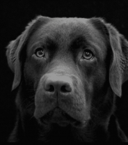 Did you know that February is Neutering Month?