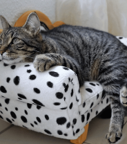 Does my cat need company?