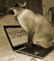 Your Data and Your Vet