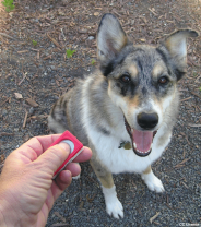 Clicker Training - how does it work?