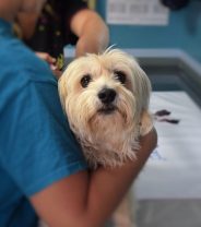 How do I become a vet?