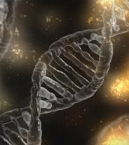 Genetic Breakthrough in Muscular Dystrophy?