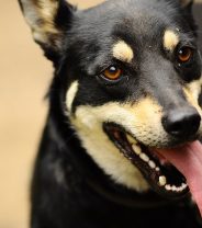My dog is panting excessively - What could be wrong?