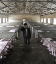 Livestock deaths during Hurricane Florence: preventable suffering of innocents?