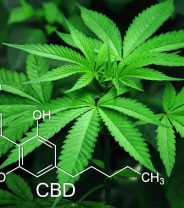 Cannabis Oil for Animals - Banned or Supported by the Government?