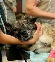 Pets “scared” when being put to sleep - wake up call or fake news?