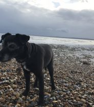How clever is your dog? A literature review sums up the evidence and if dogs were clever enough to understand, they wouldn't be happy