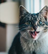 Why is my cat drooling everywhere?