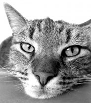 When does a cat vomiting need veterinary attention?