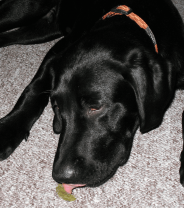 Is it safe for my dog to eat its own sick?