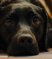 Why does my dog have dry, flaky skin?