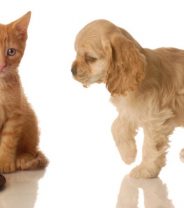 Raw food can be good for some pets, but owners should be aware of potential health issues