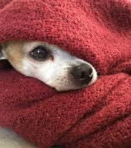 Does my dog have a cold?