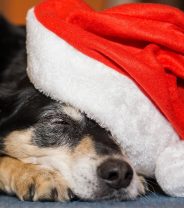 Top Christmas presents for dogs in 2023