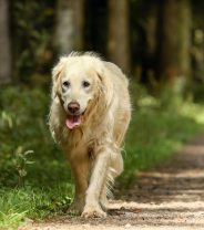 What dog breed is at the highest risk of cancer? 