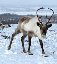 Should we feed Rudolf carrots?