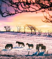 What’s the link between frosted grass and laminitis?