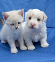 Is there another way of birth control rather than neutering?