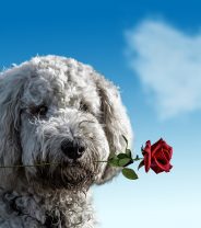 The Romantic Lives of the Domestic Species