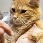 Cat with champagne