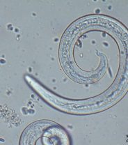Worm Tales 3: Lungworms