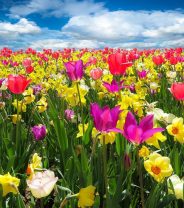 The sinister side of spring flowers
