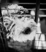 What’s Lucy’s Law, and is it important?