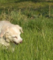 Why is my dog eating grass?