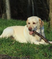 Walk in the Woods... but don't throw sticks!