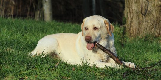 Dog chewing stick