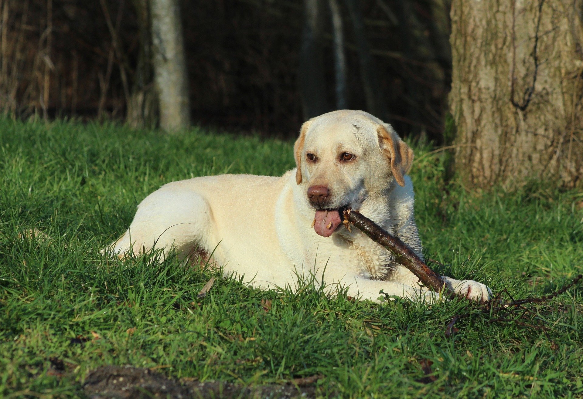 Dog chewing stick