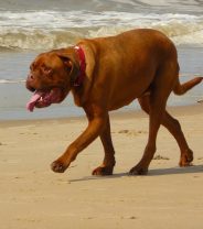 Hot Dogs - do the cooling coats work?