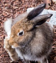 Why is my rabbit scratching?