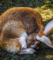Why has my bunny got a mucky bottom?