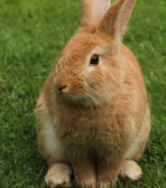 Do I need to vaccinate my bunny?